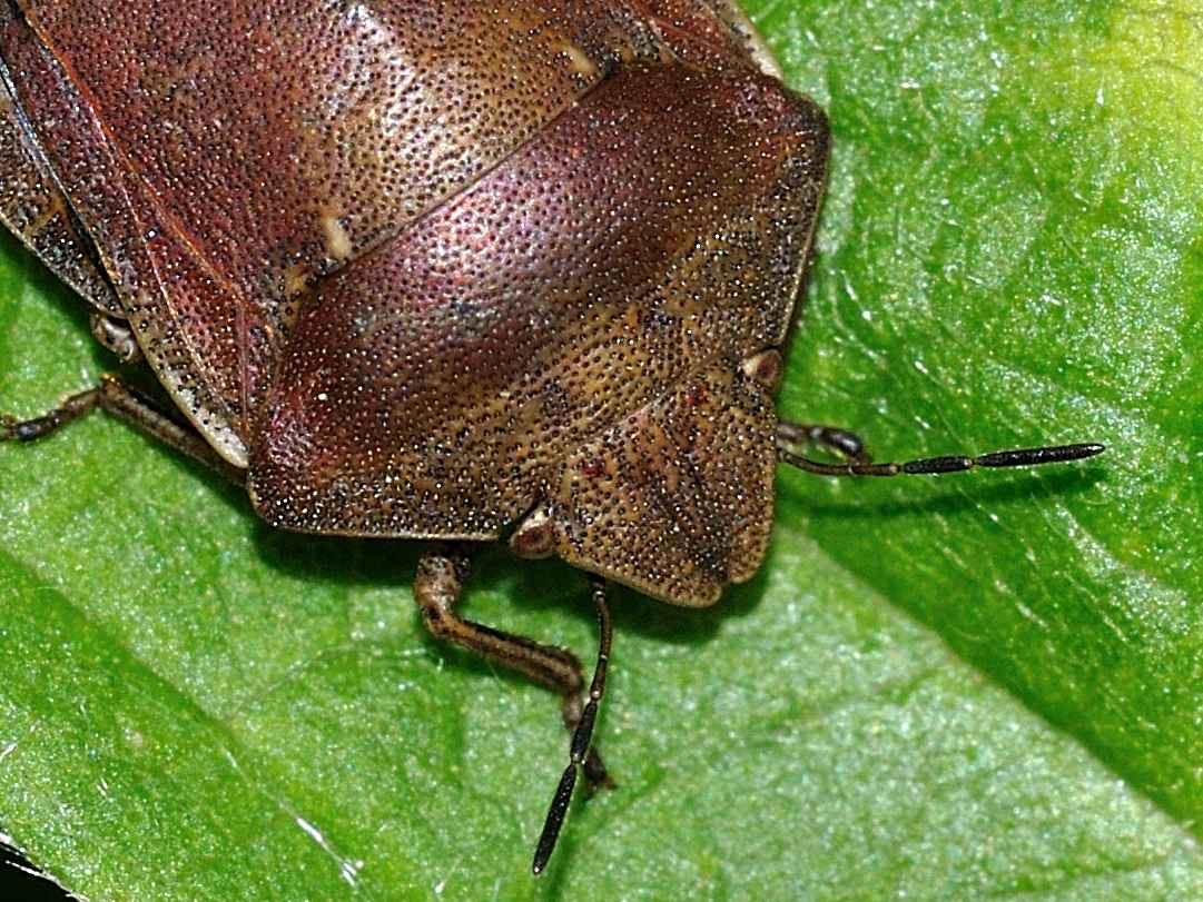 Scutelleridae - Eurygaster sp. ?